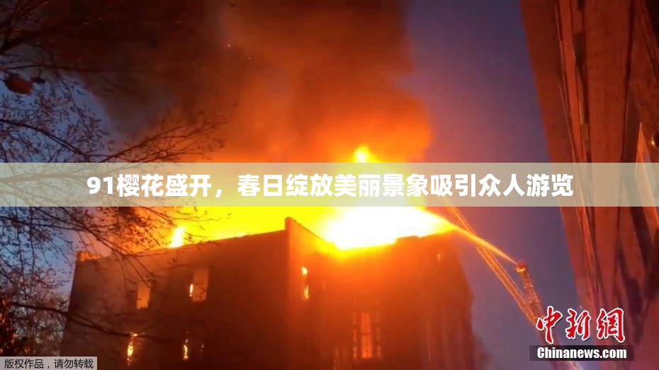 91樱花盛开，春日绽放美丽景象吸引众人游览