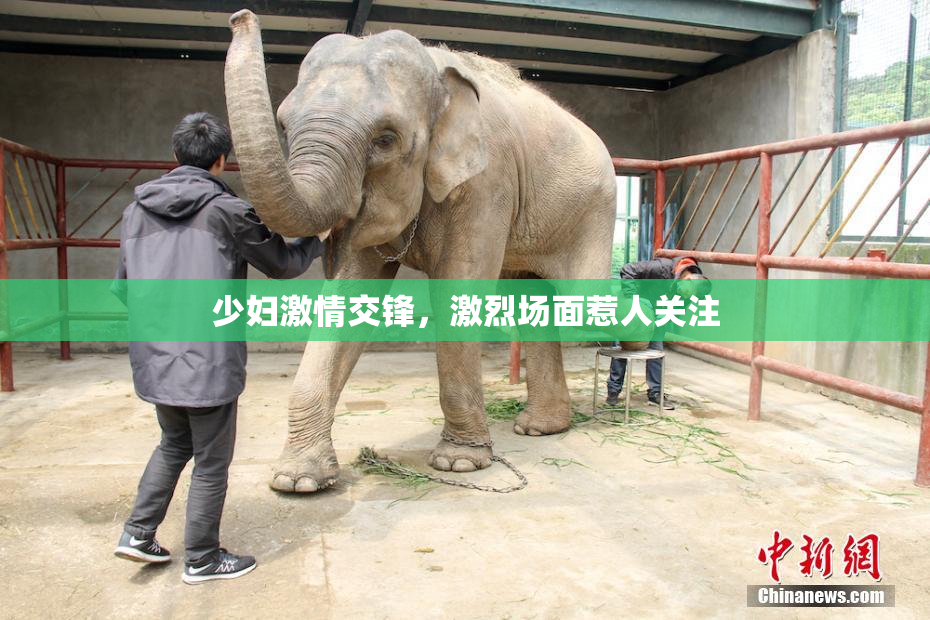 少妇激情交锋，激烈场面惹人关注