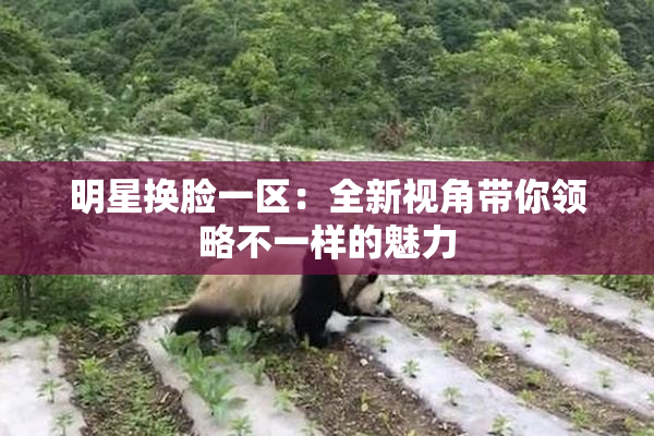 明星换脸一区：全新视角带你领略不一样的魅力