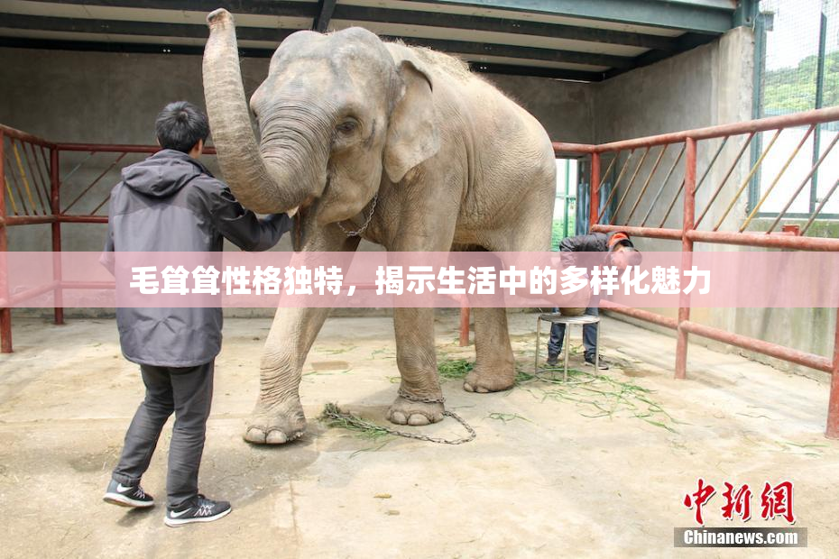 毛耸耸性格独特，揭示生活中的多样化魅力