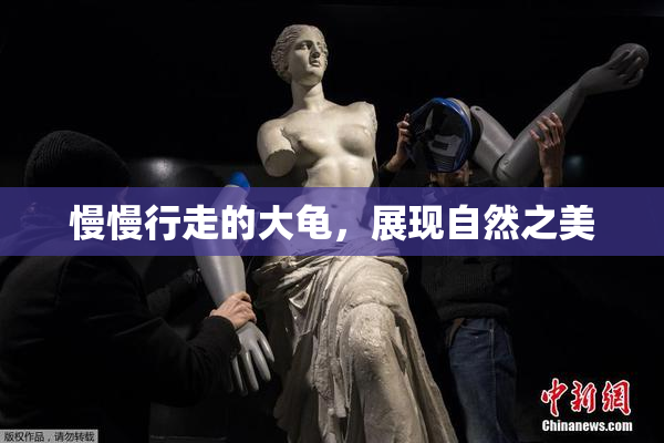 慢慢行走的大龟，展现自然之美