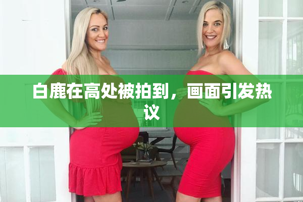 白鹿在高处被拍到，画面引发热议