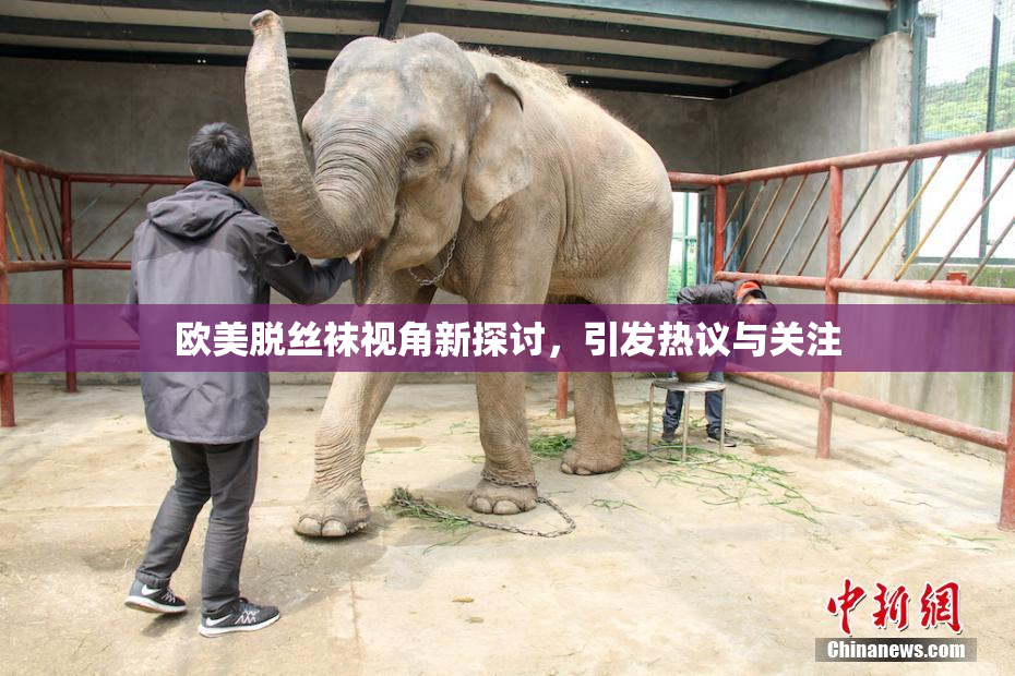 欧美脱丝袜视角新探讨，引发热议与关注