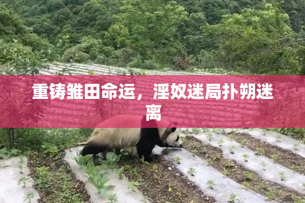 重铸雏田命运，淫奴迷局扑朔迷离