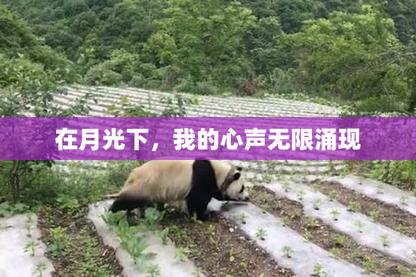 在月光下，我的心声无限涌现