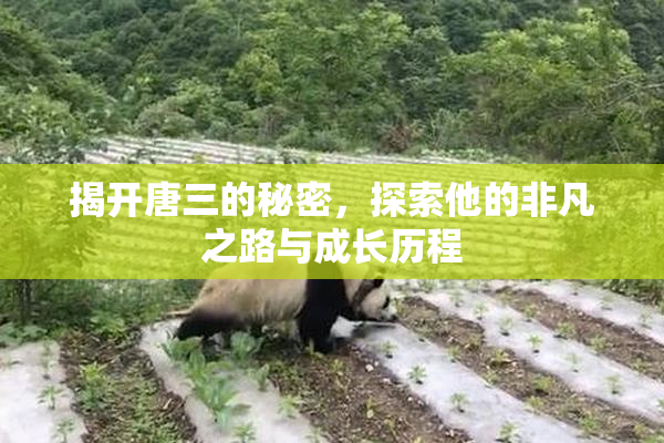 揭开唐三的秘密，探索他的非凡之路与成长历程