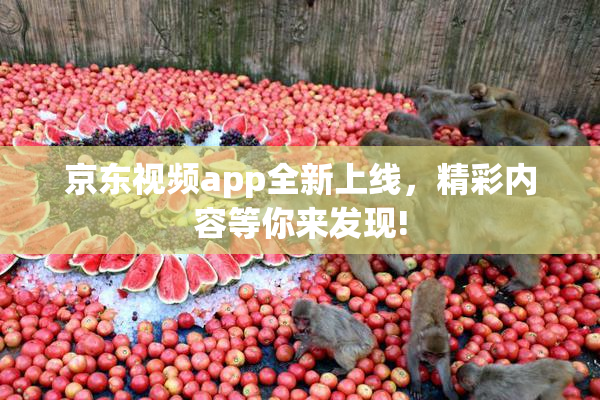 京东视频app全新上线，精彩内容等你来发现!