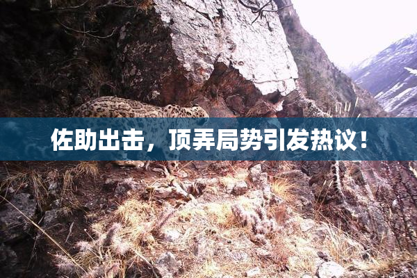 佐助出击，顶弄局势引发热议！