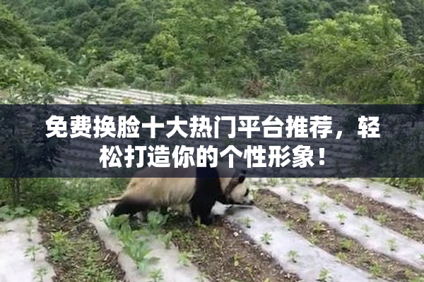 免费换脸十大热门平台推荐，轻松打造你的个性形象！