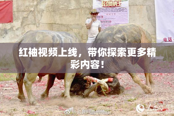红袖视频上线，带你探索更多精彩内容！