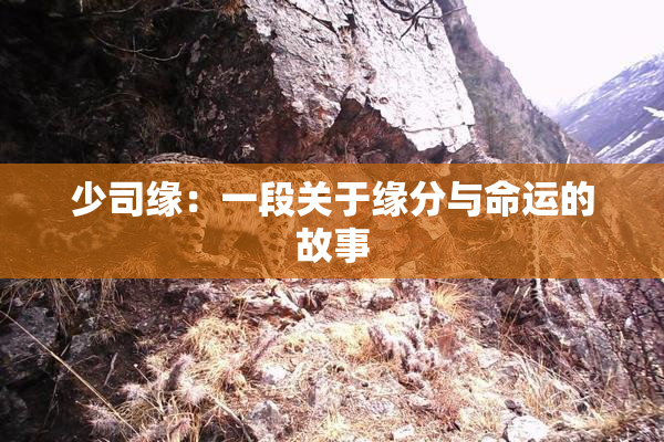 少司缘：一段关于缘分与命运的故事