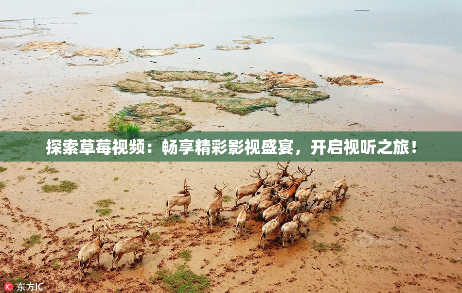 探索草莓视频：畅享精彩影视盛宴，开启视听之旅！