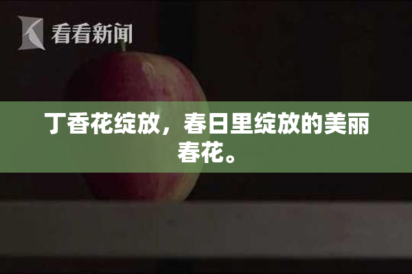 丁香花绽放，春日里绽放的美丽春花。