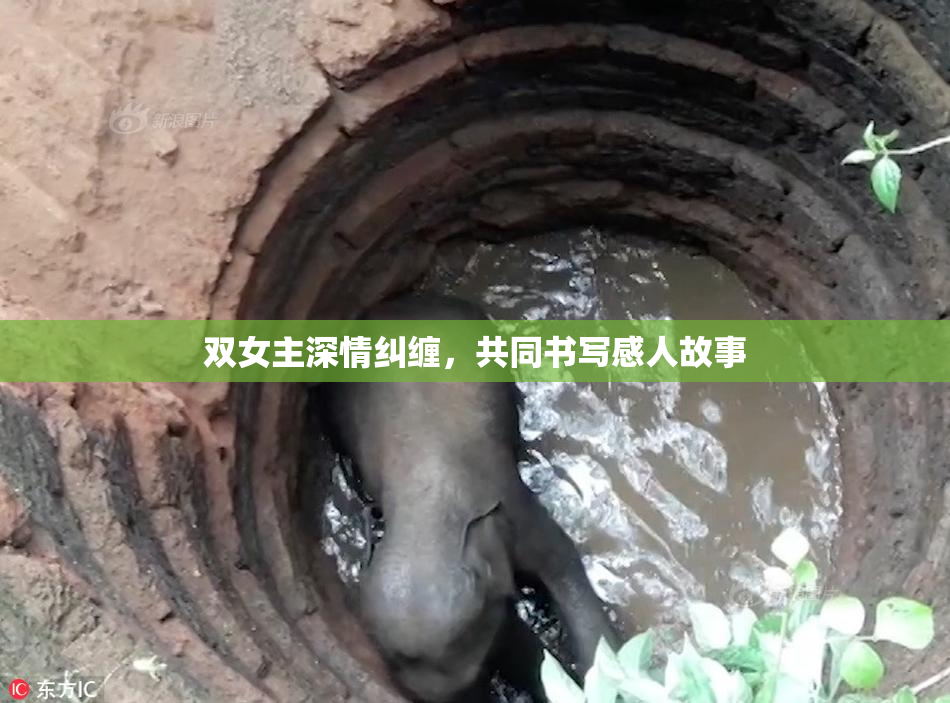 双女主深情纠缠，共同书写感人故事