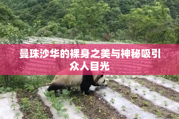 曼珠沙华的裸身之美与神秘吸引众人目光