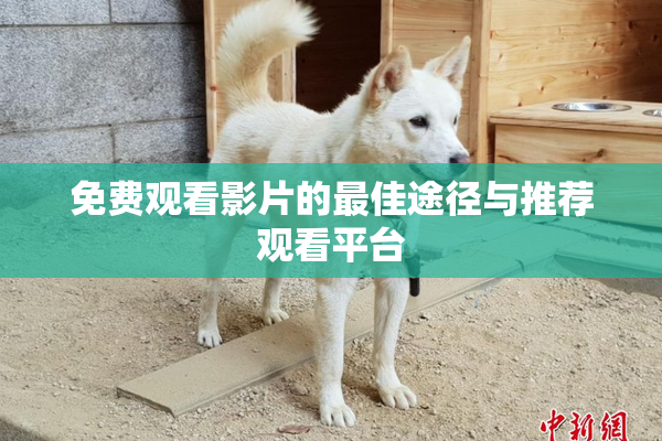 免费观看影片的最佳途径与推荐观看平台