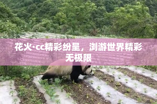 花火·cc精彩纷呈，浏游世界精彩无极限