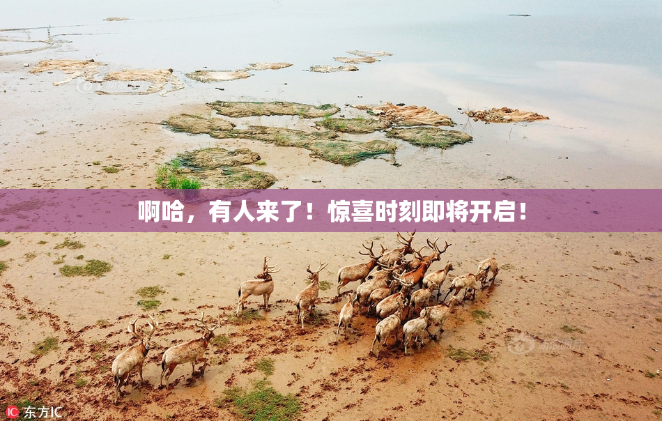 啊哈，有人来了！惊喜时刻即将开启！