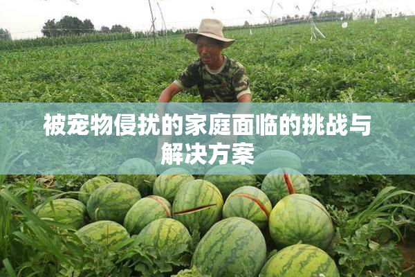 被宠物侵扰的家庭面临的挑战与解决方案