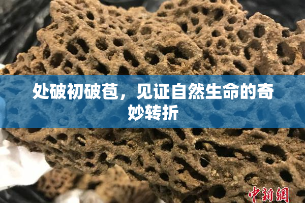 处破初破苞，见证自然生命的奇妙转折