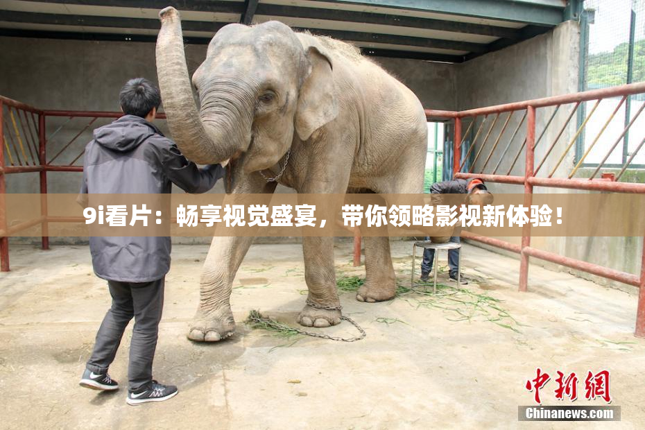 9i看片：畅享视觉盛宴，带你领略影视新体验！