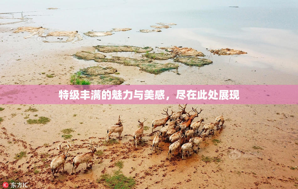 特级丰满的魅力与美感，尽在此处展现