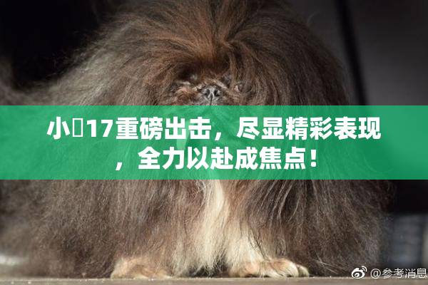 小泬17重磅出击，尽显精彩表现，全力以赴成焦点！