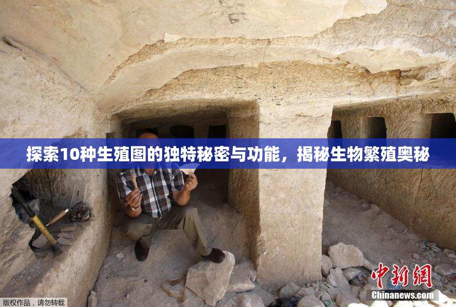 探索10种生殖图的独特秘密与功能，揭秘生物繁殖奥秘