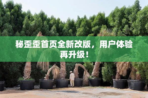 秘歪歪首页全新改版，用户体验再升级！