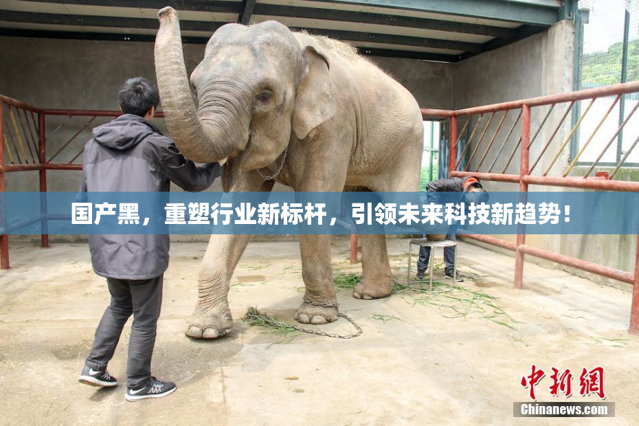 国产黑，重塑行业新标杆，引领未来科技新趋势！