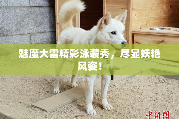 魅魔大雷精彩泳装秀，尽显妖艳风姿！