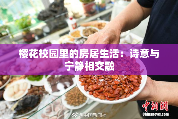 樱花校园里的房居生活：诗意与宁静相交融