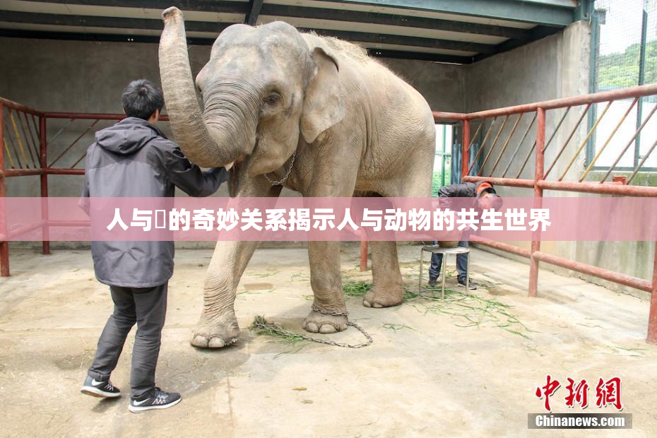人与嘼的奇妙关系揭示人与动物的共生世界