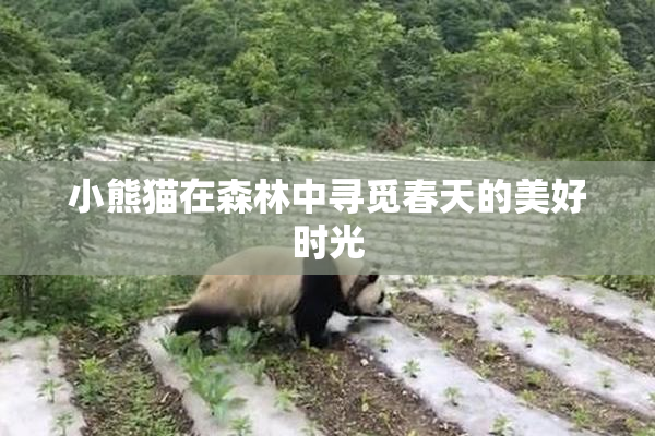 小熊猫在森林中寻觅春天的美好时光