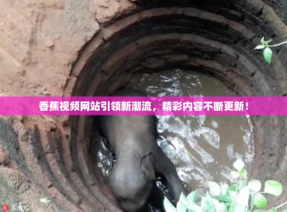 香蕉视频网站引领新潮流，精彩内容不断更新！