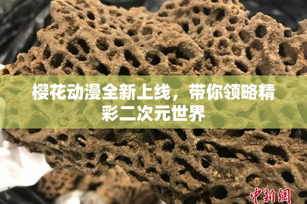 樱花动漫全新上线，带你领略精彩二次元世界