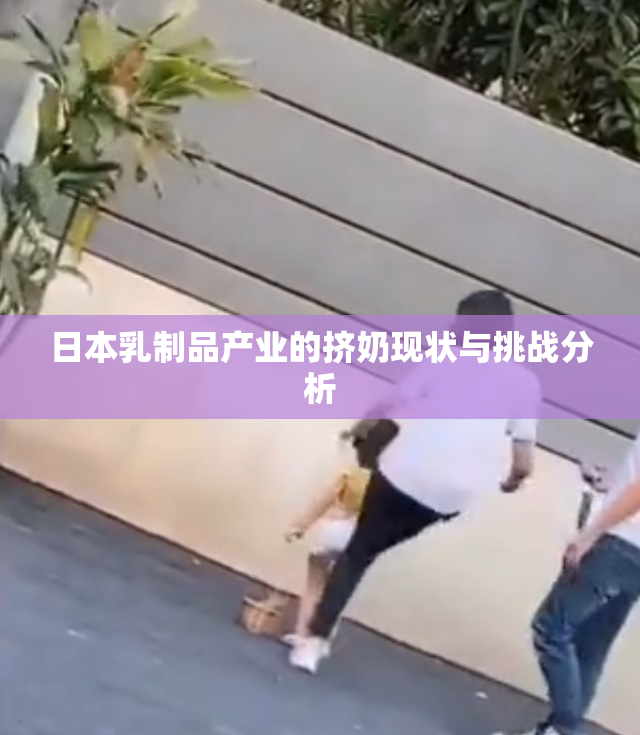 日本乳制品产业的挤奶现状与挑战分析