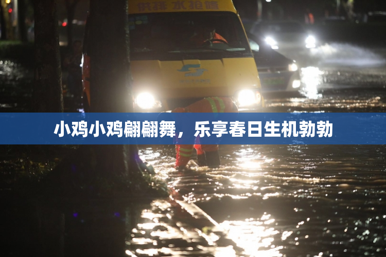 小鸡小鸡翩翩舞，乐享春日生机勃勃
