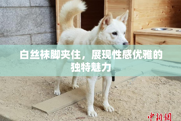 白丝袜脚夹住，展现性感优雅的独特魅力