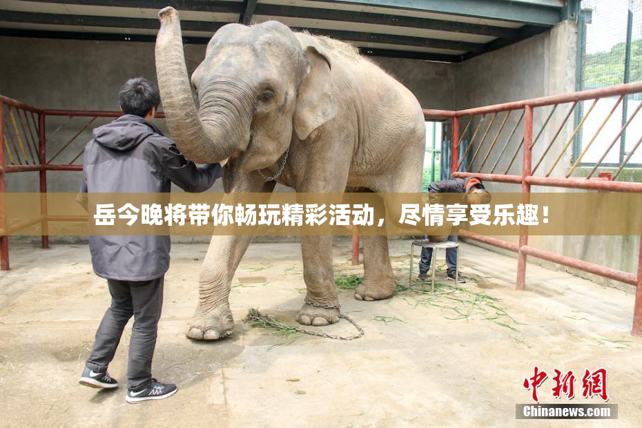 岳今晚将带你畅玩精彩活动，尽情享受乐趣！
