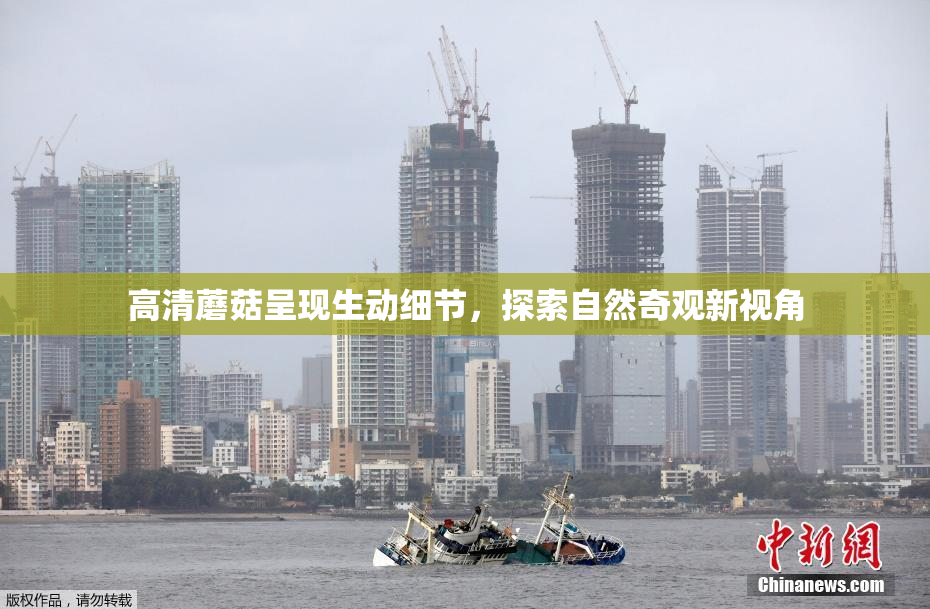 高清蘑菇呈现生动细节，探索自然奇观新视角