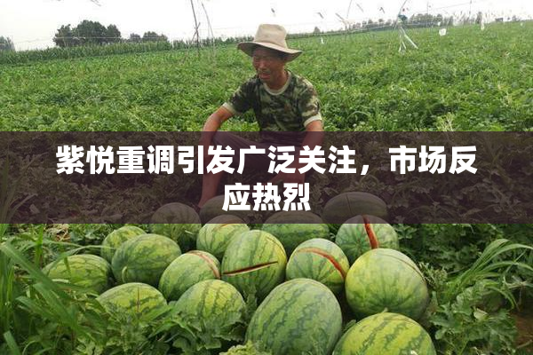 紫悦重调引发广泛关注，市场反应热烈