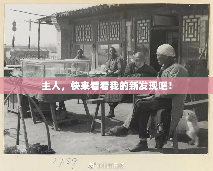 主人，快来看看我的新发现吧！