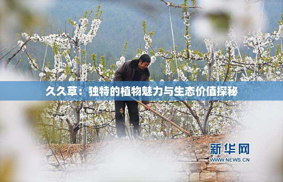 久久草：独特的植物魅力与生态价值探秘