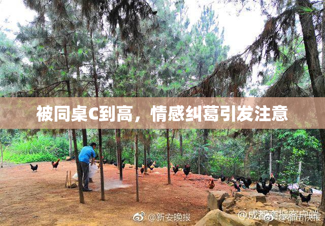 被同桌C到高，情感纠葛引发注意