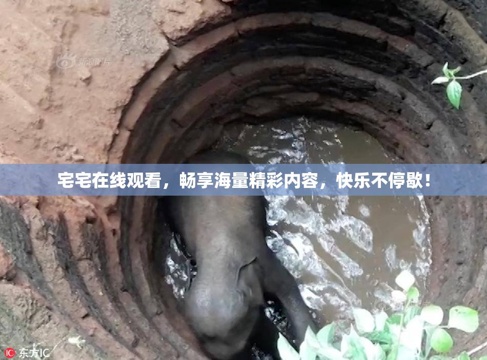 宅宅在线观看，畅享海量精彩内容，快乐不停歇！