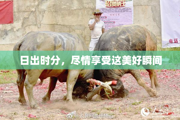日出时分，尽情享受这美好瞬间