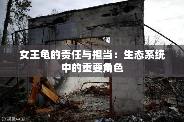 女王龟的责任与担当：生态系统中的重要角色