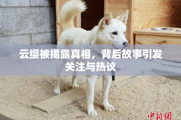 云缨被揭露真相，背后故事引发关注与热议