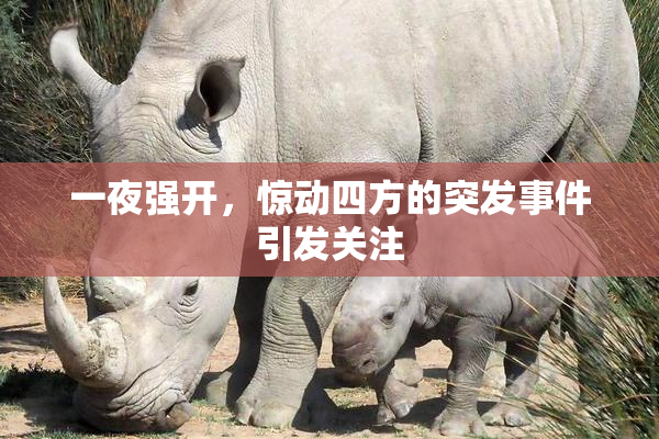 一夜强开，惊动四方的突发事件引发关注